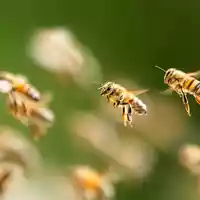 Bienenalarm an einem italienischen Strand. (Symbolbild)  - Foto: Silas Stein/dpa