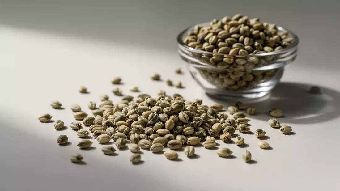 Hanfsamen: Nährstoffwunder mit idealem Fettsäureprofil