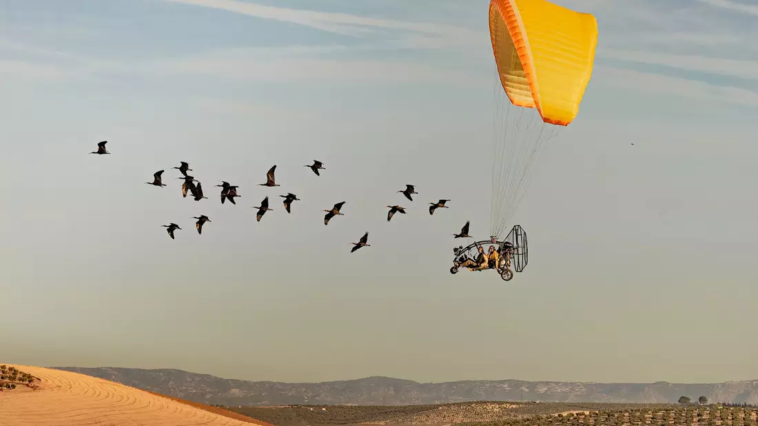 Wissenschaftler begleiten Waldrappen bei ihrem Zug nach Spanien. - Bild: Gunnar Hartmann/Nature/dpa