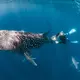 Ein Taucher nimmt Hautproben von einem Walhai vor der Küste Australiens. - Bild: Rob Harcourt/Nature/dpa