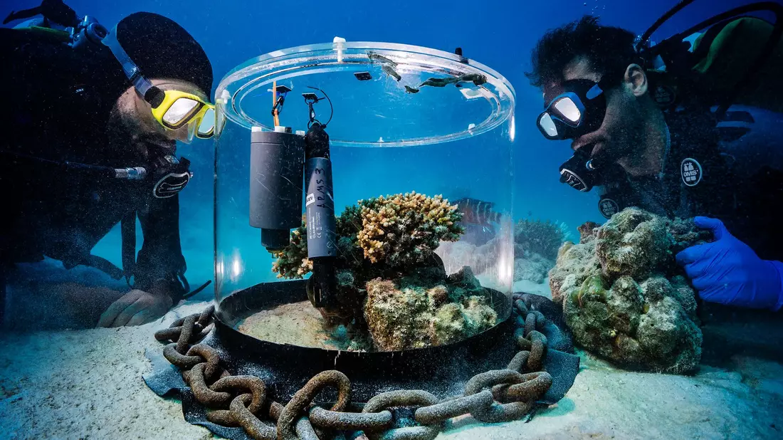 Wissenschaftler untersuchen im Roten Meer Korallen in einem Inkubator. - Bild: Uli Kunz/Nature/dpa