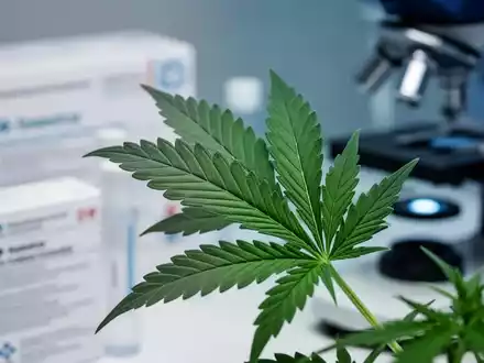 Nahaufnahme eines Cannabisblattes mit verschwommener pharmazeutischer Verpackung im Hintergrund, die medizinische Innovation symbolisiert. - Foto: über boerse-global.de