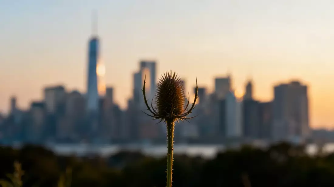 Scottish Mortgage Aktie: Ex-Dividende und SpaceX im Fokus