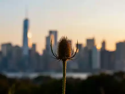 Eine einzelne Distel vor einem unscharfen Finanzviertel bei Sonnenaufgang, die Schottland symbolisiert. - Foto: über boerse-global.de