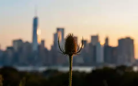Eine einzelne Distel vor einem unscharfen Finanzviertel bei Sonnenaufgang, die Schottland symbolisiert. - Foto: über boerse-global.de