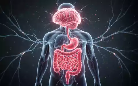 Eine stilisierte Darstellung der Darm-Hirn-Achse, die neuronale Verbindungen zwischen Verdauungssystem und Gehirn zeigt. - Foto: über boerse-global.de
