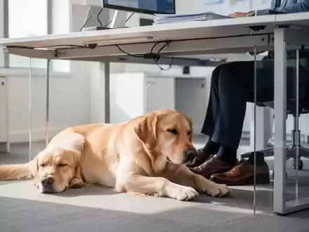 Ein ruhiger Hund liegt unter einem Schreibtisch in einem modernen Büro, Füße einer Person sind sichtbar. Symbolisiert Integration von Hunden am Arbeitsplatz. - Foto: über boerse-global.de