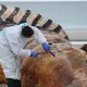 Der Kadaver des toten Wals wurde obduziert und soll als Biodiesel und Biomasse verwertet werden. - Bild: Kai Moorschlatt/dpa