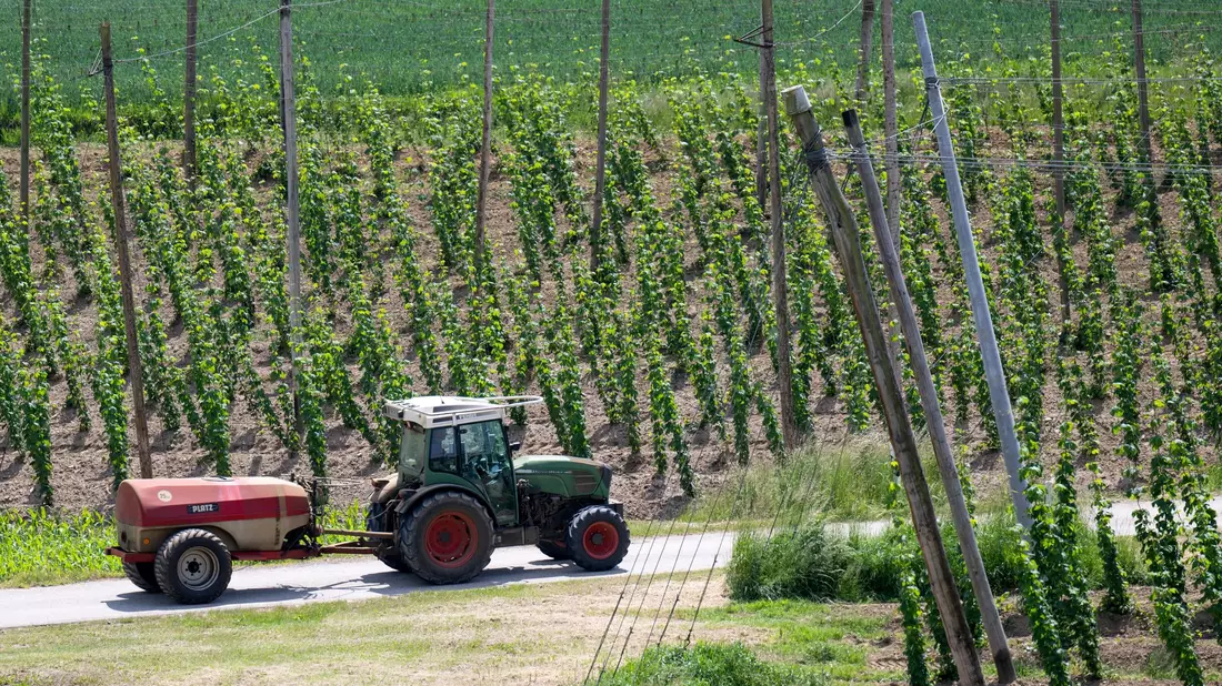 Ein bayerischer Hopfenpflanzer bei der Arbeit (Archiv) - Bild: Sven Hoppe/dpa