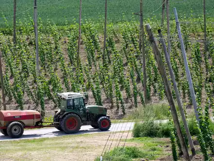 Ein bayerischer Hopfenpflanzer bei der Arbeit (Archiv) - Foto: Sven Hoppe/dpa