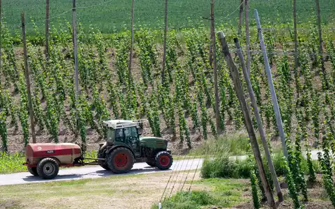 Ein bayerischer Hopfenpflanzer bei der Arbeit (Archiv) - Foto: Sven Hoppe/dpa