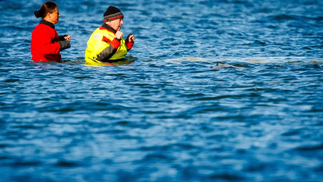 Umweltminister Backhaus ging zum gestrandeten Wal, als der noch vor Poel lag. (Archivbild) - Bild: Jens Büttner/dpa