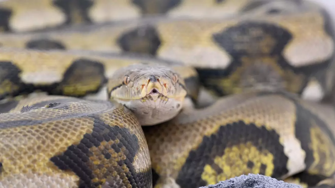 Netzpythons gehören zu den größten Schlangenarten der Welt. (Symbolbild)  - Bild: Felix Hörhager/dpa