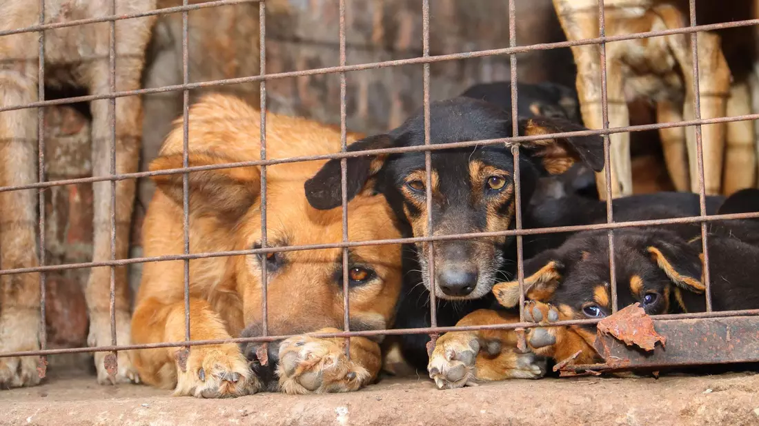 Für inszenierte Rettungsaktionen werden Tiere oft absichtlich misshandelt. - Bild: Handout / Berlin/Animal Welfare Alliance Uganda/dpa