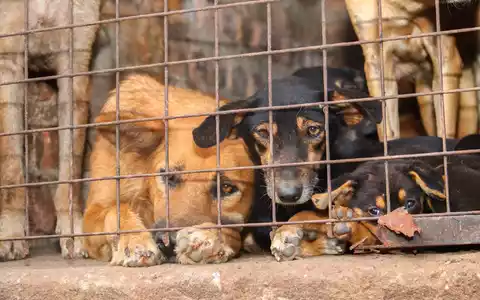 FĂŒr inszenierte Rettungsaktionen werden Tiere oft absichtlich misshandelt. - Foto: Handout / Berlin/Animal Welfare Alliance Uganda/dpa