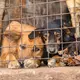 Für inszenierte Rettungsaktionen werden Tiere oft absichtlich misshandelt. - Bild: Handout / Berlin/Animal Welfare Alliance Uganda/dpa