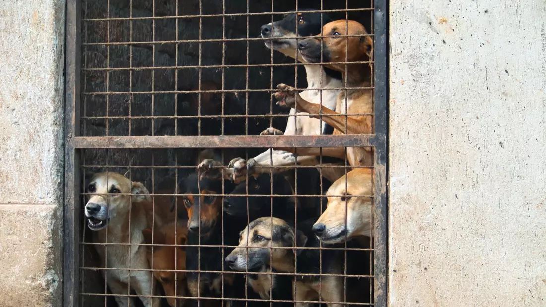 Besonders in Uganda gab es zuletzt erschütternde Fake-Rescues. - Bild: Handout / Berlin/Animal Welfare Alliance Uganda/dpa