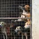 Besonders in Uganda gab es zuletzt erschütternde Fake-Rescues. - Bild: Handout / Berlin/Animal Welfare Alliance Uganda/dpa
