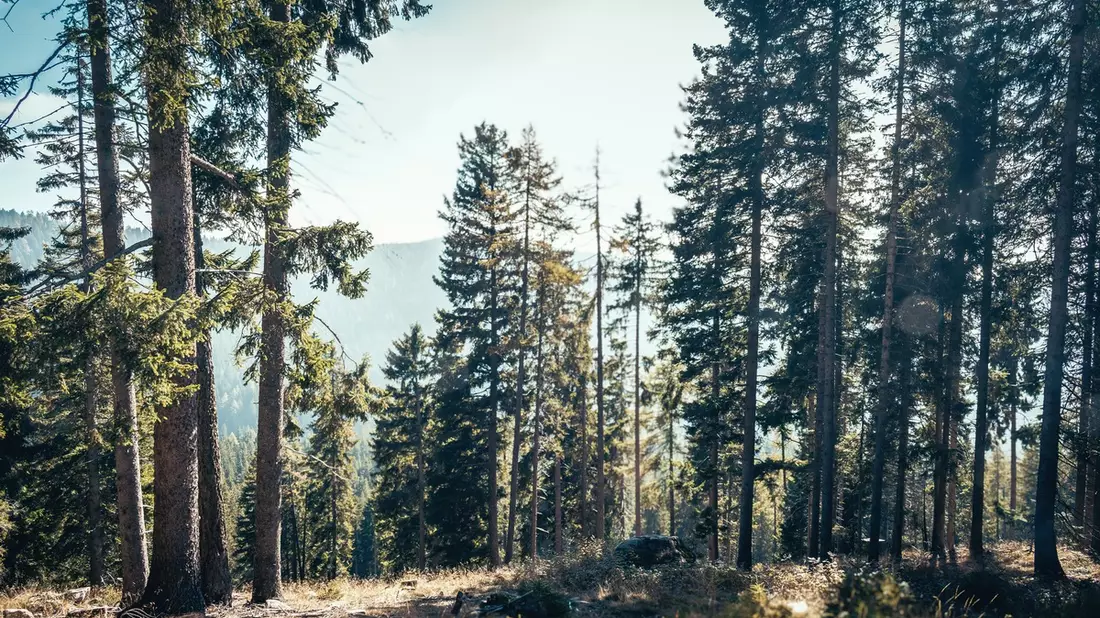 Sommer im Wald: MDR startet Schwerpunktwochen „Wald, Leben, Zukunft“ – großer Publikumsauftakt am 21. Juni in Thale - Bild: presseportal.de