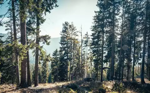Sommer im Wald: MDR startet Schwerpunktwochen „Wald, Leben, Zukunft“ – großer Publikumsauftakt am 21. Juni in Thale - Foto: presseportal.de