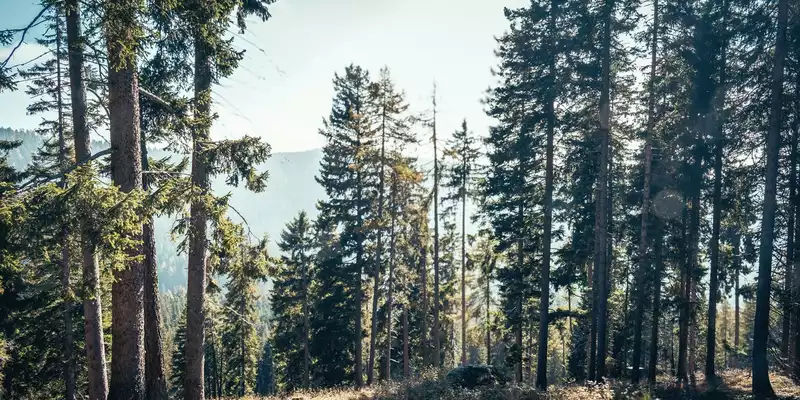 Sommer im Wald: MDR startet Schwerpunktwochen „Wald, Leben, Zukunft“ – großer Publikumsauftakt am 21. Juni in Thale - Foto: presseportal.de