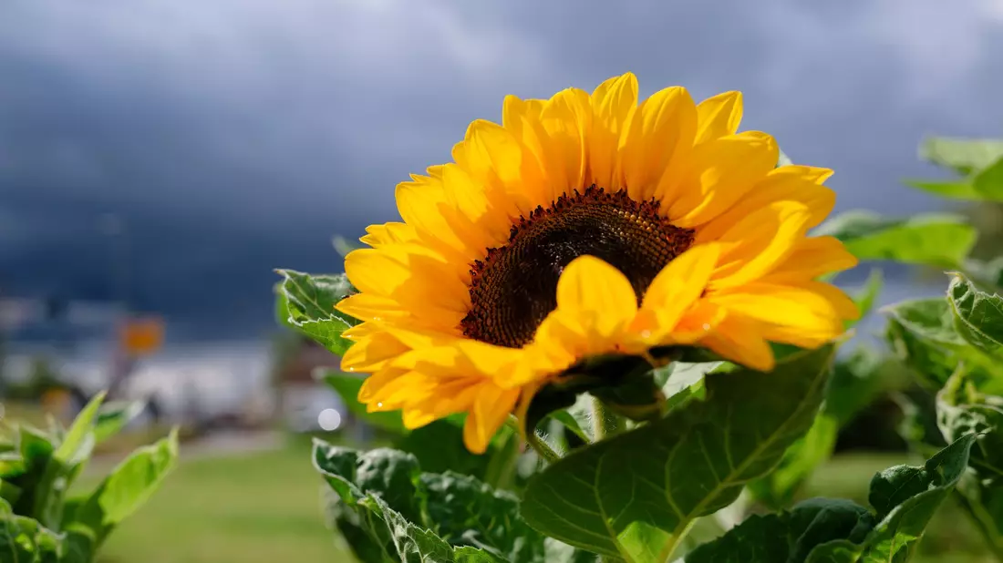 Wie wird das Wetter in der kommenden Woche? (Archivbild) - Bild: Uwe Anspach/dpa