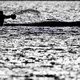 Wochenlang war vor der Insel Poel viel Trubel um den stark geschwächten Wal. (Archivbild) - Bild: Jens Büttner/dpa