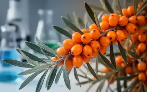 Nahaufnahme von leuchtend orangefarbenen Sanddornbeeren und Blättern, mit einem verschwommenen Hintergrund, der Forschung oder Naturgesundheit andeutet. - Foto: über boerse-global.de