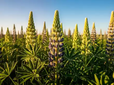 Nahaufnahme eines Feldes mit blühenden Lupinenpflanzen unter einem klaren Himmel, die als nachhaltige Proteinquelle dienen. - Foto: über boerse-global.de