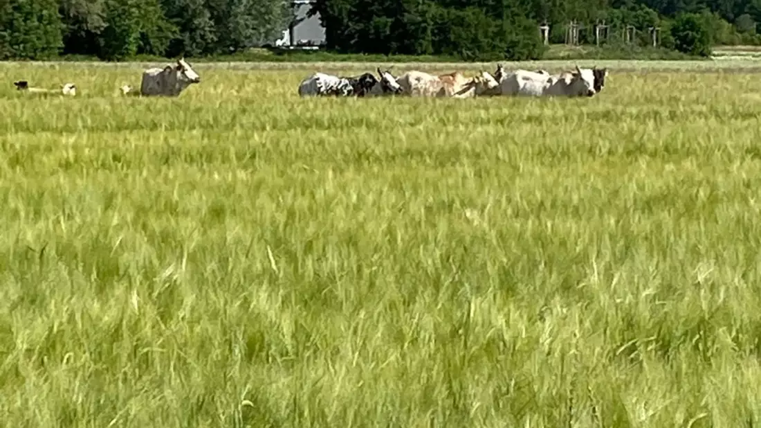 POL-PDLD: Schwegenheim, B 9, Ausfahrt Tankhof Samstag, 13.06.2026, 9:30 bis 10:30 Uhr Freilaufende Rinder und Schafe neben der B9 - Bild: presseportal.de