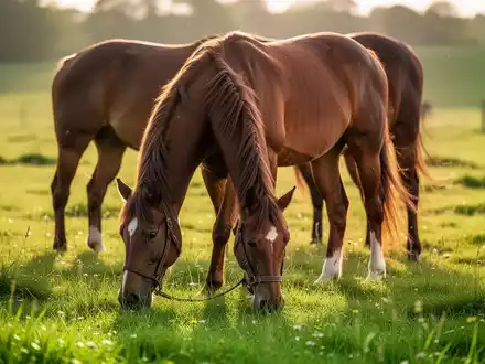 Ein majestätisches Pferd grast friedlich auf einer üppigen grünen Weide im Sonnenlicht, das sein Fell und das Gras hervorhebt. - Foto: über boerse-global.de