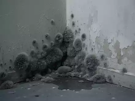 Nahaufnahme von dunklem, pelzigem Schimmel in einer feuchten Ecke einer Wohnzimmerwand mit Anzeichen von Wasserschäden. - Foto: über boerse-global.de