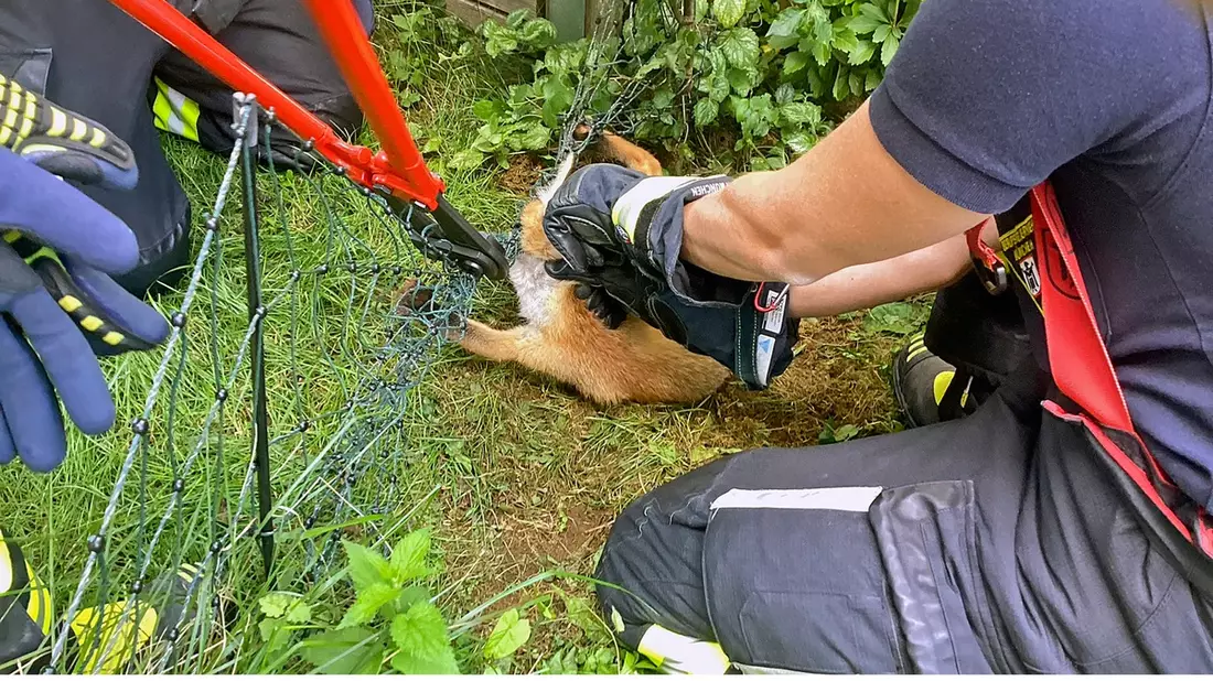 FW-M: Tierrettung aus größter Not (Michaeliburg) - Bild: presseportal.de