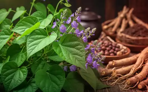 Nahaufnahme von grünen Kudzu-Blättern und lila Blüten, mit einem unscharfen Hintergrund, der traditionelle asiatische Heilkräuter zeigt. - Foto: über boerse-global.de