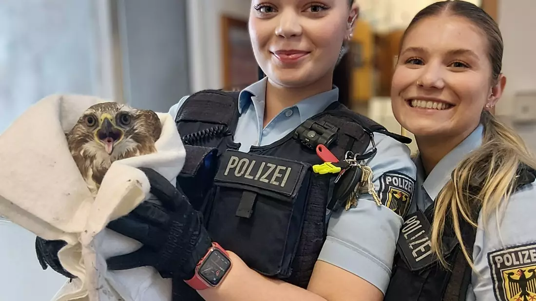 BPOL-KI: Verletzter Bussard aus Gleis im Kieler Hauptbahnhof gerettet. - Bild: presseportal.de