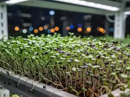 Nahaufnahme von leuchtend grünen Microgreens, die in einem modernen, urbanen vertikalen Anbausystem wachsen. - Foto: über boerse-global.de