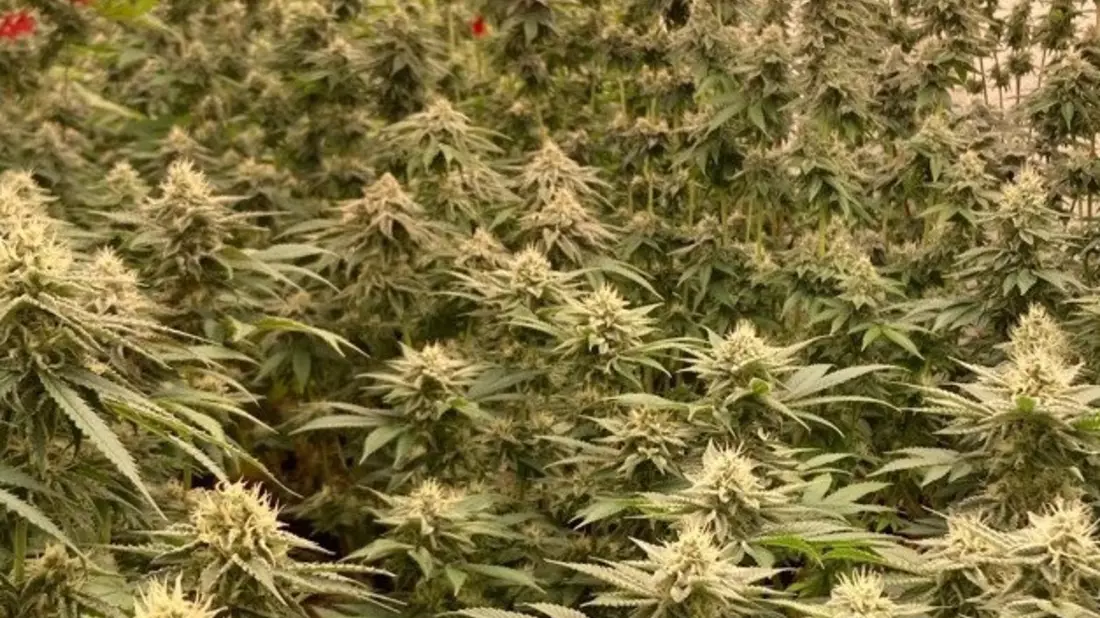 POL-REK: 260617-3: Cannabisplantage sichergestellt - Bild: presseportal.de