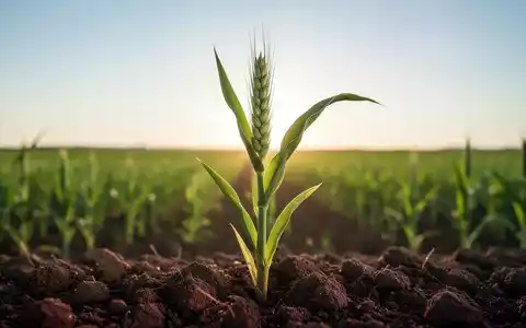 Eine einzelne, gesunde grüne Pflanze wächst aus der Erde, dahinter ein unscharfes modernes Feld unter klarem Himmel. - Foto: über boerse-global.de
