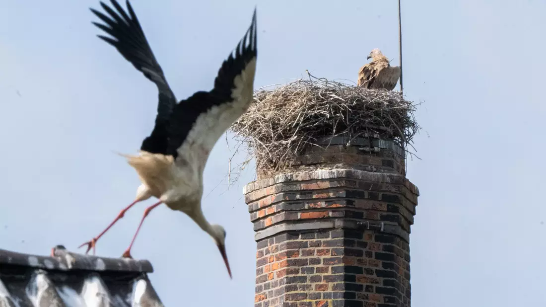 Ein Gänsegeier hat erneut ein Storchennest angegriffen und alle Jungtiere getötet. - Bild: Julian Stratenschulte/dpa