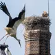 Ein Gänsegeier hat erneut ein Storchennest angegriffen und alle Jungtiere getötet. - Bild: Julian Stratenschulte/dpa