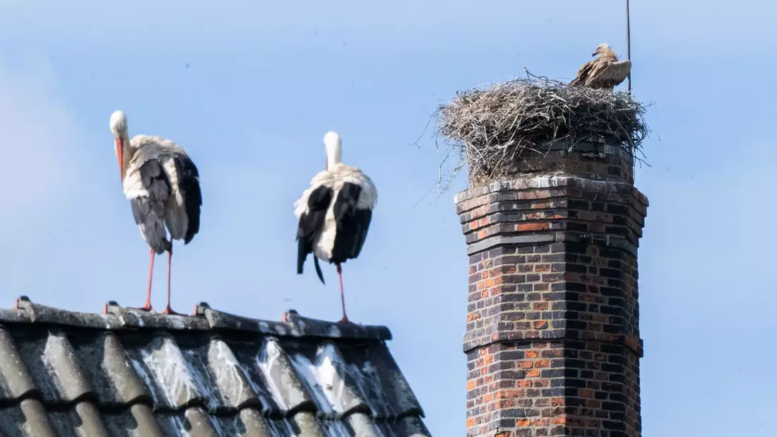 Die Störche müssen machtlos mit ansehen, wie der Gänsegeier ihren Nachwuchs tötet. - Bild: Julian Stratenschulte/dpa