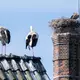 Die Störche müssen machtlos mit ansehen, wie der Gänsegeier ihren Nachwuchs tötet. - Bild: Julian Stratenschulte/dpa