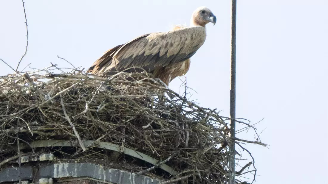 Experten des Nabu befürchten, dass der Gänsegeier erneut zuschlagen könnte. - Bild: Julian Stratenschulte/dpa