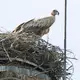 Experten des Nabu befürchten, dass der Gänsegeier erneut zuschlagen könnte. - Bild: Julian Stratenschulte/dpa