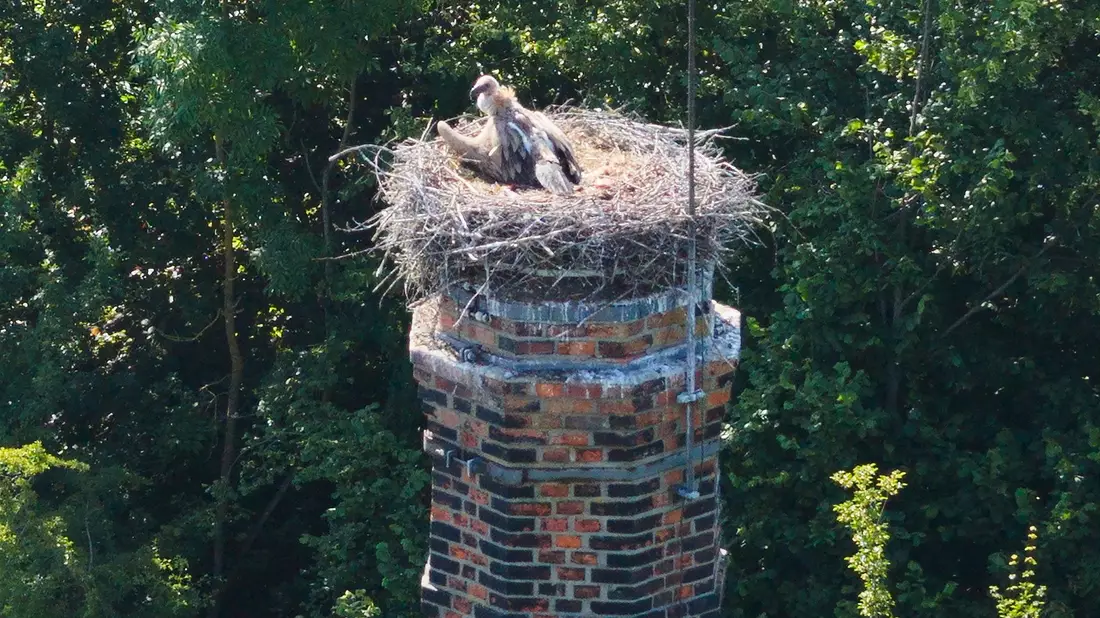 Ein Gänsegeier sitzt auf einem Storchennest im Landkreis Hildesheim.  - Bild: Julian Stratenschulte/dpa