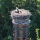 Ein Gänsegeier sitzt auf einem Storchennest im Landkreis Hildesheim.  - Bild: Julian Stratenschulte/dpa