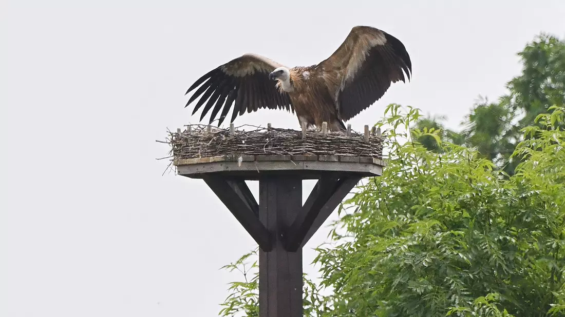 Zuvor hatte der Gänsegeier ein Storchennest im Nachbardorf Klein Lobke attackiert. - Bild: Julian Stratenschulte/dpa