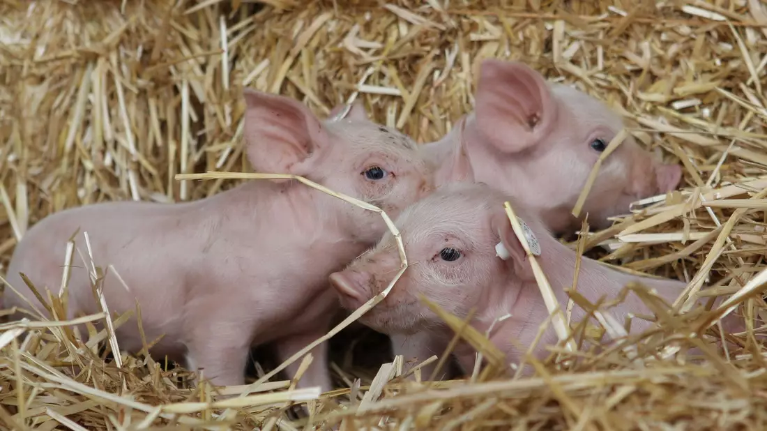 Linken-Chefin Ines Schwerdtner beruft sich gern auf die Fabel von den drei kleinen Schweinchen. (Archivbild) - Bild: picture alliance / dpa