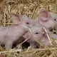Linken-Chefin Ines Schwerdtner beruft sich gern auf die Fabel von den drei kleinen Schweinchen. (Archivbild) - Bild: picture alliance / dpa