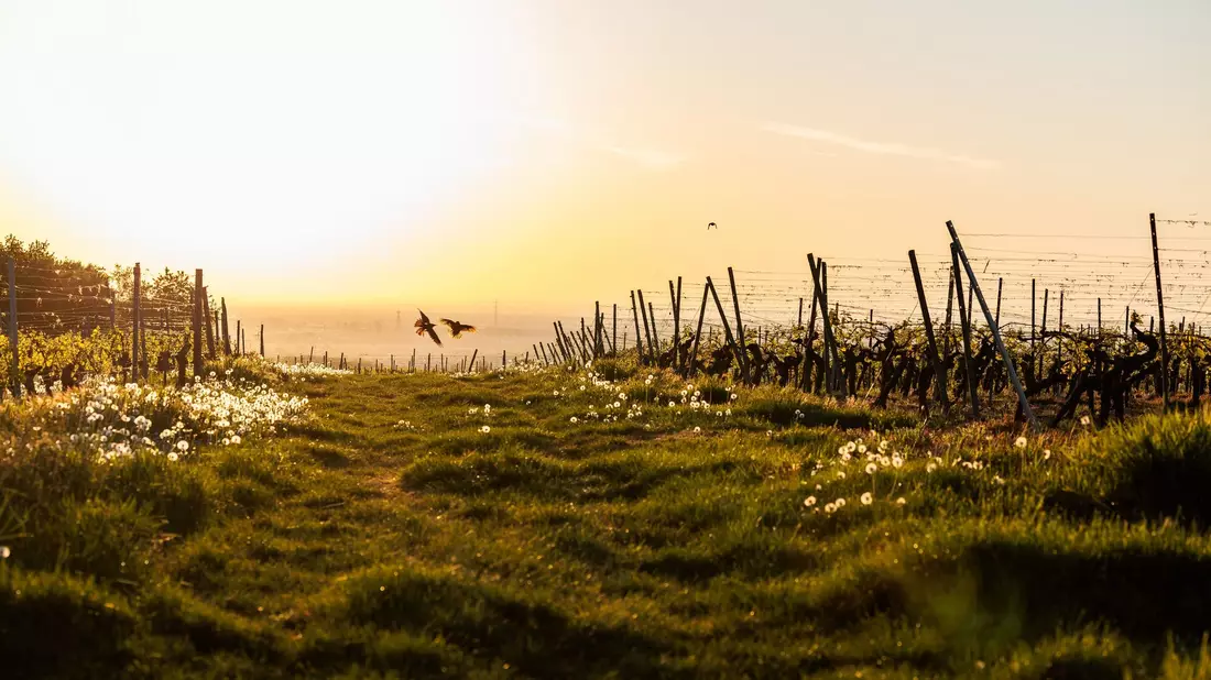 Schon am Morgen macht die Sonne mächtig Eindruck. (Archivbild) - Bild: Jörg Halisch/dpa